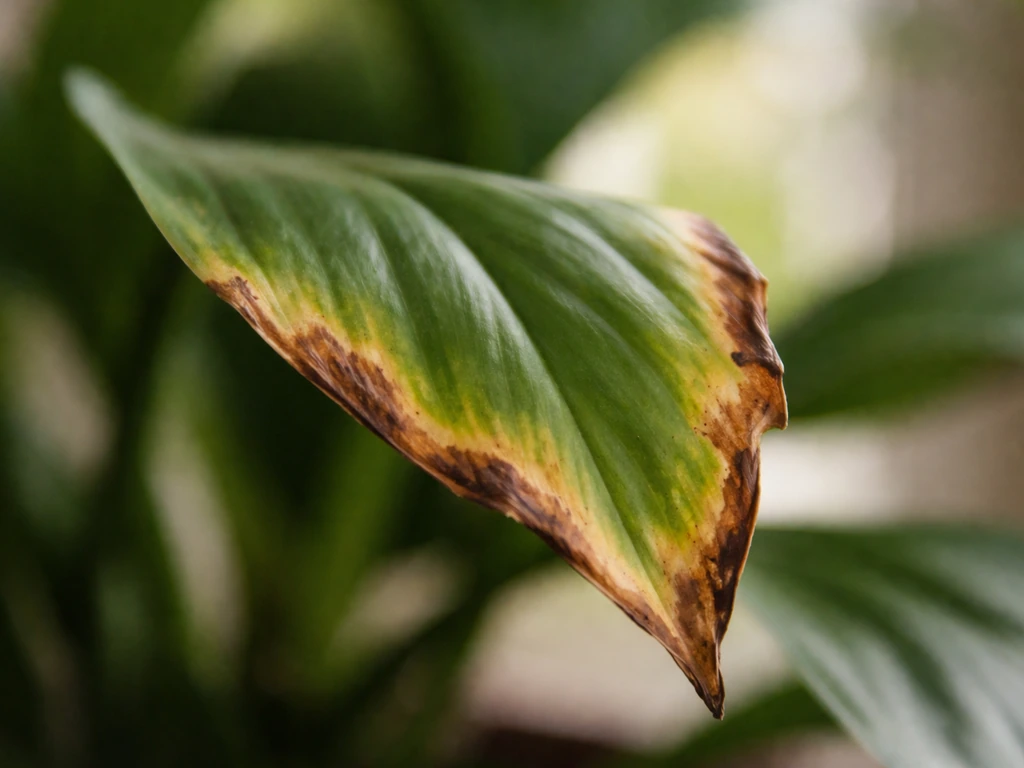 Closeup of plant leaves with scorched, crispy brown tips along the edges after fertilizer burn